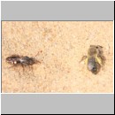 Andrena barbilabris - Sandbiene w02 11mm gefolgt von Nomada alboguttata.jpg
